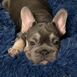 French Bulldog Puppies from Prairie Rose French bulldogs.