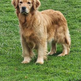 Turtle - Golden Retriever