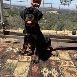 Orange girl - Black and mahogany female Rottweiler puppy in Grass Valley, California from Vom Haus Flores