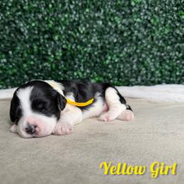 Yellow Girl - Black female Goldendoodle puppy in Modesto, California from Two Doods Doodles