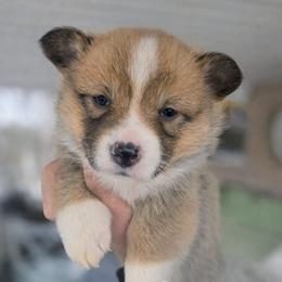 Pearl - Red and white female American Corgi puppy in Centerville, Tennessee from Katerina's American Corgis