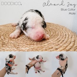 Sheepadoodle Puppies from DOOD and Co