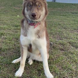 Lou - Siberian Husky