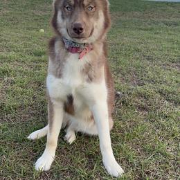 Lou - Siberian Husky