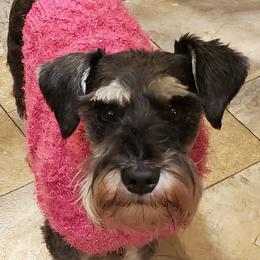Miniature Schnauzer All Grown Up from Crooked Tree Ranch