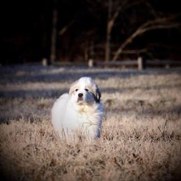 Great Pyrenees and Leonberger Puppies from Easter Acres