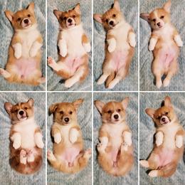 Pembroke Welsh Corgi Puppies from Whimsical Treasure Corgis