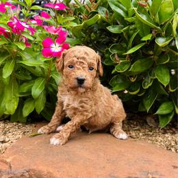 Breeze - Red  male Poodle puppy in Wharton, Texas from In the Red Poodles