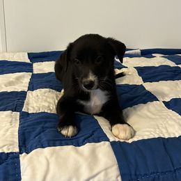 Diesel - Black and white male Border Collie puppy in Henagar, Alabama from Ridge Kap Border Collies