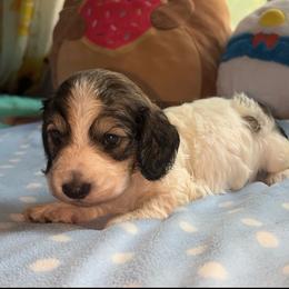 Orion - Piebald male Dachshund puppy in Spencer, Nebraska from Deer Hollow Dachshunds