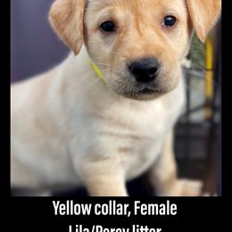 Labrador Retriever Puppies from Bluegrass Labradors