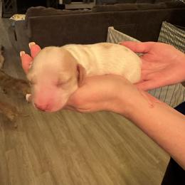 Boy 2 - Piebald male Dachshund puppy in Phoenix, Arizona from Jennifer's Guardian Doxies