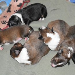 Shetland Sheepdog Puppies from RimRanch Shelties
