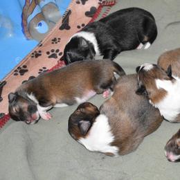 Shetland Sheepdog Puppies from RimRanch Shelties