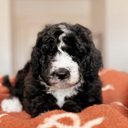 Friesian, Boy - Black and white male Bernedoodle puppy in Maricopa, Arizona from Desert Ridge Doodles