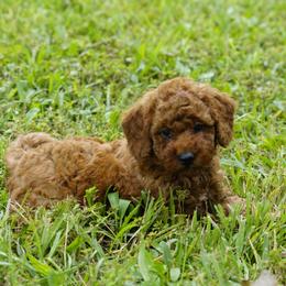 Tommy - Red  male Goldendoodle puppy in Augusta, West Virginia from Creation Goldedoodles