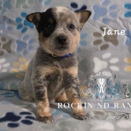 Jane - Blue female Australian Cattle Dog puppy in Silsbee, Texas from Rockin ND Ranch