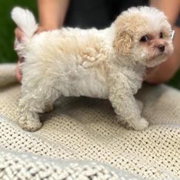 Poodle Puppies from KC Poodles of PA