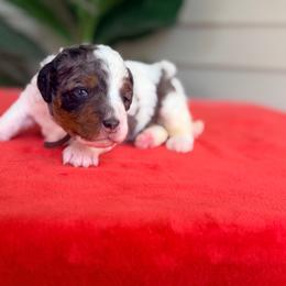 Brown - Tri-color female Bernedoodle puppy in Charleston, South Carolina from Palm Belle Doodles