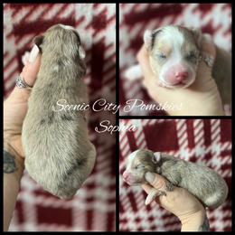 Sophia - Merle female Pomsky puppy in Rossville, Georgia from Scenic City Pomskies