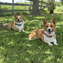Pembroke Welsh Corgi puppies from Texas Pembroke Corgis