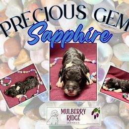 Girl 2 - female Sheepadoodle puppy in Tahlequah, Oklahoma from Mulberry Ridge Doodles