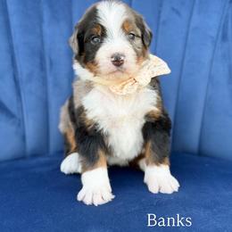 Banks - Blue merle female Bernedoodle puppy in Bellville, Ohio from Bernedoodle Buddies