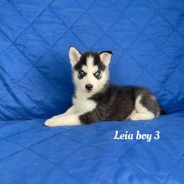 Leia boy 3 - Black and white male Siberian Husky puppy in Ocala, Florida from Florida Husky Puppies