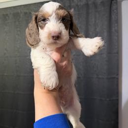 Cupid AKC - Piebald male Dachshund puppy in Erie, Michigan from Champagne’s Grinch Toe’d Dachshunds