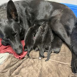 Boy Red - Black and red male German Shepherd puppy in San Antonio, Texas from Alamo Canine 210