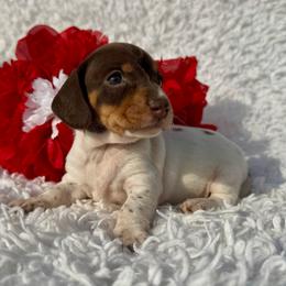 Rainslee - Piebald female Dachshund puppy in Colbert, Oklahoma from Brooke Crenshaw