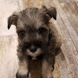 Miniature Schnauzer Puppies from Lockwood Schnauzers