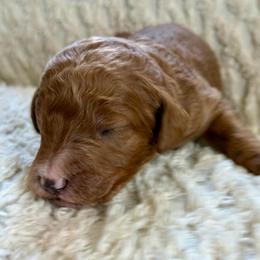 Colt - Apricot male Goldendoodle puppy in Willacoochee, Georgia from Kitandkboodle's Doodles