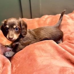 Dollie - Chocolate and tan female Dachshund puppy in Red Bluff, California from Down The Hill Potterdale