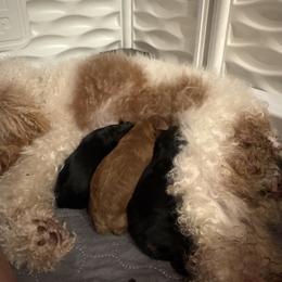 Boy 1 Name coming soon - Black and tan male Cavapoo puppy in Idaho Falls, Idaho from Freckle Paw Family