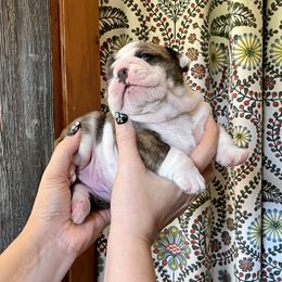 Bulldog Puppies from Farm Strong Bulldogs