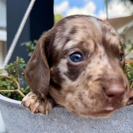 Lone Ranger - Dapple male Dachshund puppy in Orlando, Florida from Weiner Wunderland of Central Florida