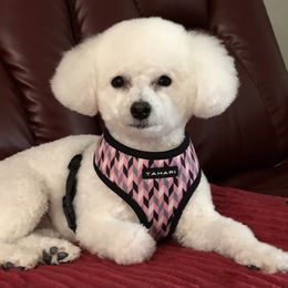 Bichon Frise Puppies from Wet Kisses Bichons