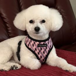 Bichon Frise Puppies from Wet Kisses Bichons