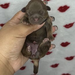 Akc Lux - Chocolate and tan female Shih Tzu puppy in Roseville, Michigan from Diamond Paws LLC