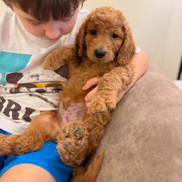 Gray, Butternut - Red  male Goldendoodle puppy in Lake Panasoffkee, Florida from Donnas Deluxe Doodles LLC
