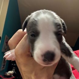 Gianna - Blue female Whippet puppy in Katy, Texas from Texas Diamond Whippets