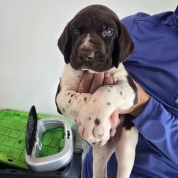 Gus - White and liver male German Shorthaired Pointer puppy in Hardy, Virginia from Erica Jackson