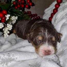 Adele - Tri-color female Bernedoodle puppy in Gilbert, Arizona from The Berne Barn... it’s a Doodle thing!