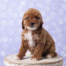 Red - Red  Poodle puppy in Tompkinsville, Kentucky from Dog E Stylz Breeding