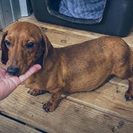 Cinnamon - Dachshund