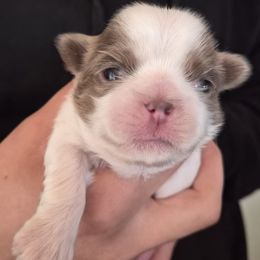 Lavender boy - Blue and white male Shih Tzu puppy in Green Valley Lake, California from All American Shih Tzu Puppies