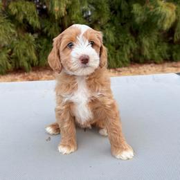 Pink Girl - Caramel cream female Australian Labradoodle puppy in West Union, South Carolina from Golden Corner Labradoodles, LLC