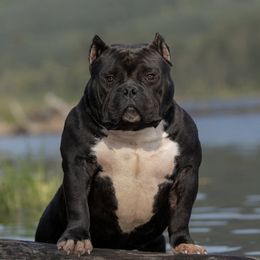Black Magic - American Bully