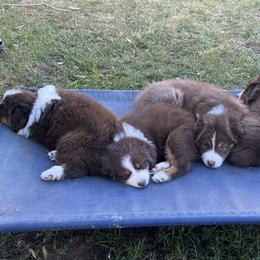 Australian Shepherd Puppies from Dream E River Ranch